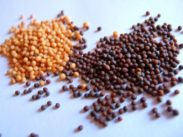 Mustard seeds